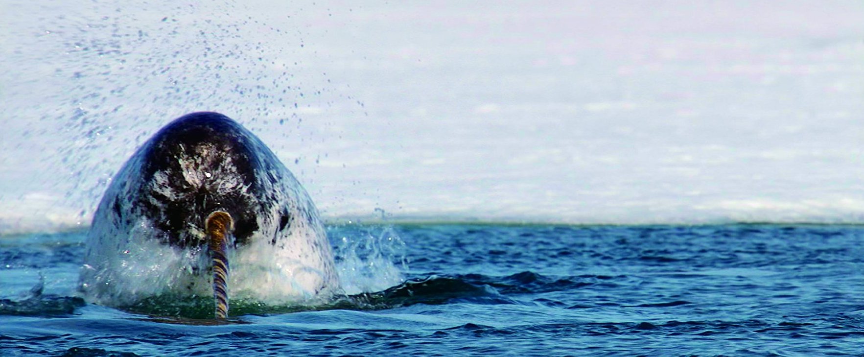 MV5BM2MyMDc1OGMtMmUzZS00NzI0LWJmNTctY2Q1OTlmNGZlNGI5XkEyXkFqcGdeQXVyNzI1NzMxNzM@._V1_SX1777_CR0,0,1777,960_AL_